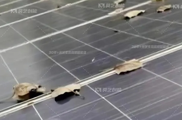 秋葵视频免费官网下载一键解析工商业分布式光伏电站秋季...