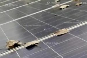 秋葵视频免费官网下载一键解析工商业分布式光伏电站秋季运维策略